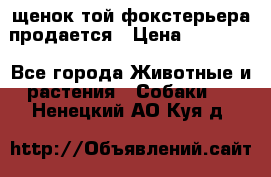 щенок той-фокстерьера продается › Цена ­ 25 000 - Все города Животные и растения » Собаки   . Ненецкий АО,Куя д.